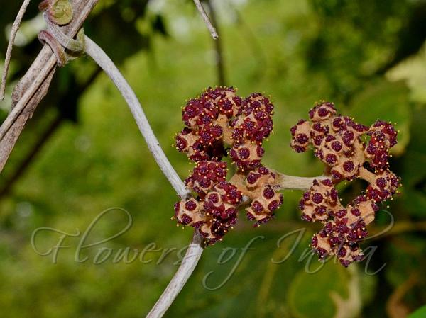 Hairy Wild Grape